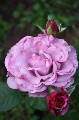 barbra_streisand_2012_2.jpg