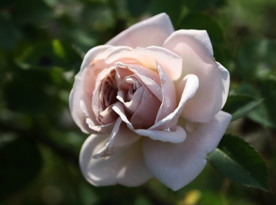 aschermittwoch_2012_1.jpg
