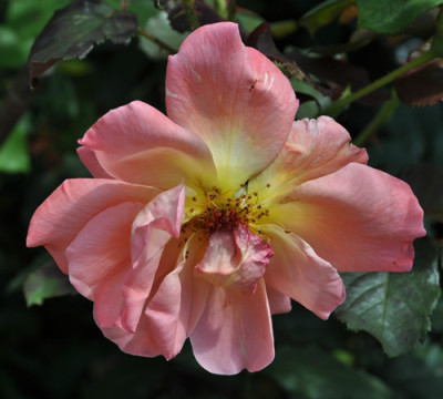 Westerland_12__1605.jpg