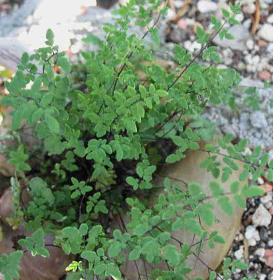 Argyrocosma_dealbata__..__16.8.12._006.jpg