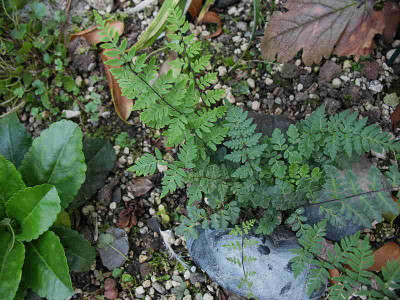 Cheilanthes_alabamensis_.._16.8.12._010.jpg
