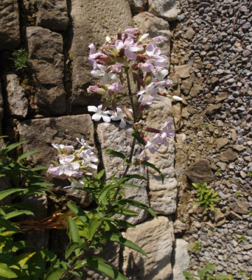 P8172301_450x500.JPG