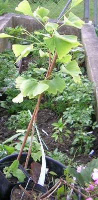 Gingko.jpg