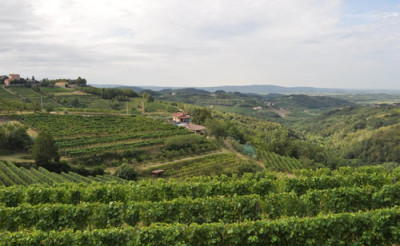 Weinberge_12__0813.jpg