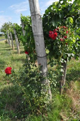 _Rebenrose_12__0811.jpg