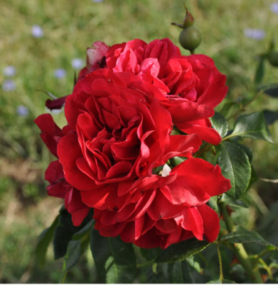 RR_12__0810.jpg