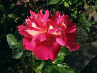 alma-atinskaij-aromatnaja_20120817_zg1.jpg