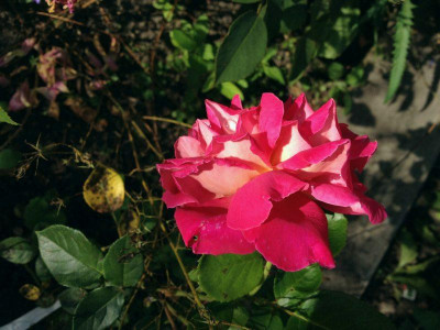 alma-atinskaij-aromatnaja_20120817_zg2.jpg