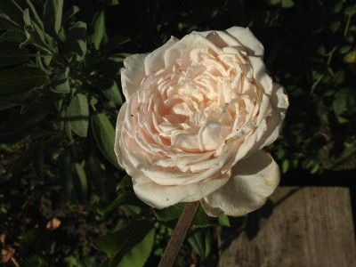 mme-j-p-soupert_20120817_zg.jpg