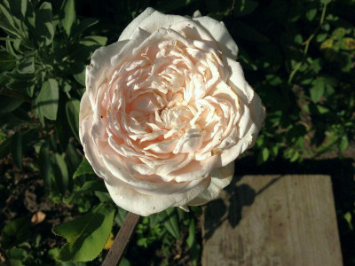mme-j-p-soupert_20120817_zg1.jpg