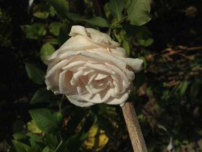 mme-j-p-soupert_20120817_zg2.jpg