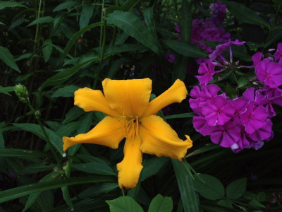 golden-dewdrop_2012_zg_abgabe.jpg
