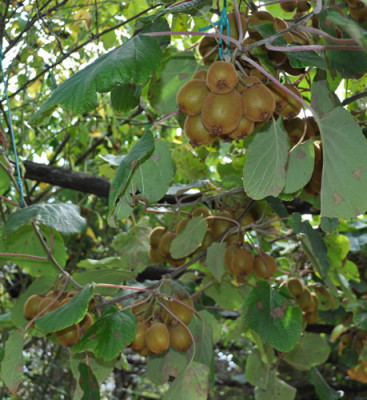 Fruechte_12__0875.jpg