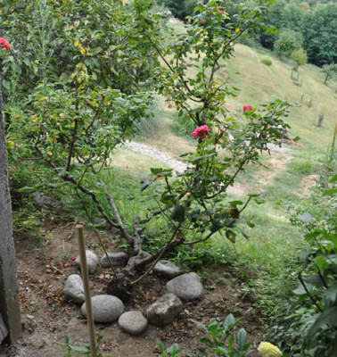 Rose_12__0822.jpg