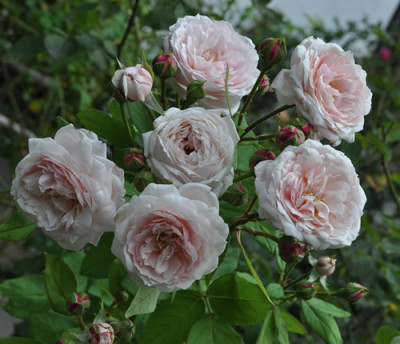 Comtesse_de_Rocquigny_2_102__0861.jpg