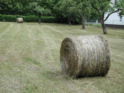 rollenmonster.jpg