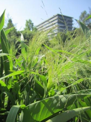2012-08-11_-_Gras_1.jpg