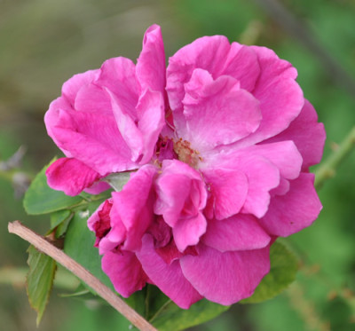 Mme_Jeannine_Joubert_12__0835.jpg