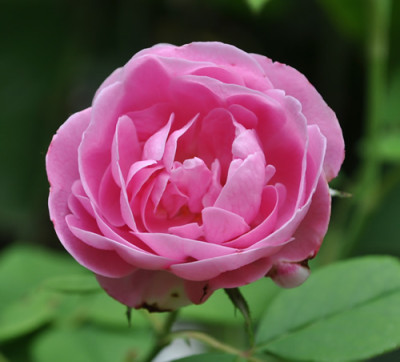 La_Reine_Victoria_12__0865.jpg
