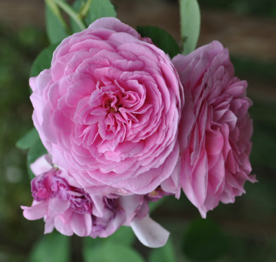 Louise_Odier_Mme_de_Stella_12___0847.jpg