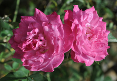 Pierre_de_St_Cyr_12__0888.jpg