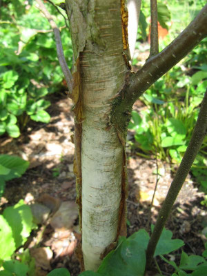Betula_utilis_120818.jpg