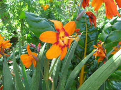 Sinfonie_in_Orange.jpg