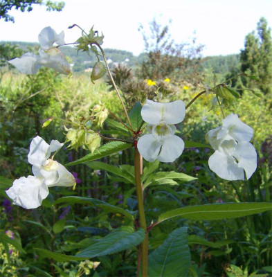 impatiens-reinwei-190812.jpg