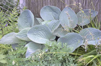 Hosta_SilberpokalRimg0453.JPG