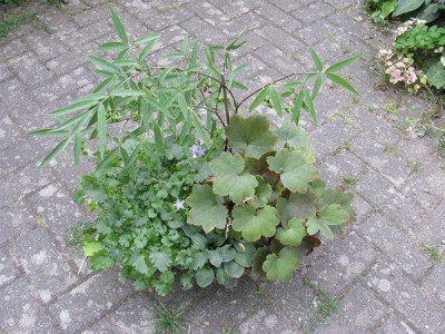 Euonymus_cornutus_var._quinquecornutus_Gartenpur.jpg