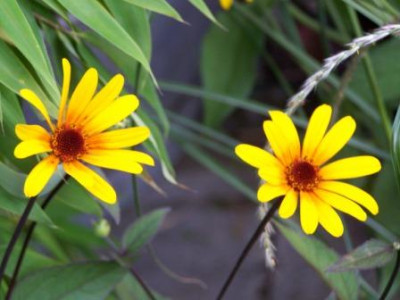 Heliopsis_Summer_Nights.JPG