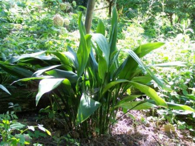 Aspidistra_im_Waldchen.JPG