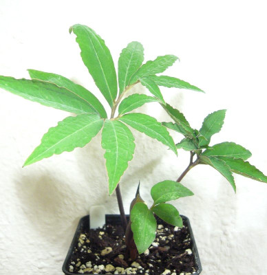 Typhonium_horsfieldii_Red_Stem_800x800_80KB.jpg