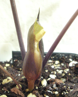 Typhonium_horsfieldii_Red_Stem_-_Blute_800x800_80KB.jpg