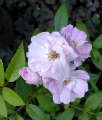 DSC02023a.jpg