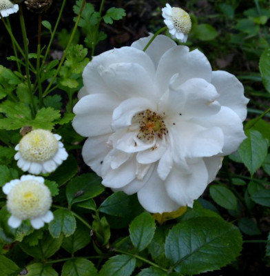 DSC02020a.jpg