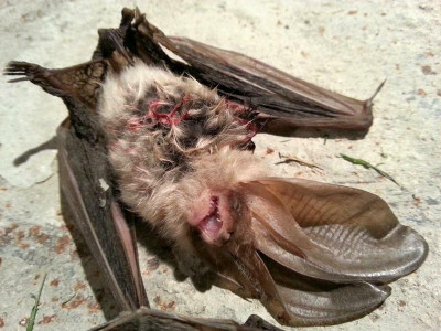 Bat.jpg