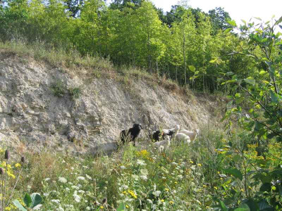 skuddenalsbergschafeunterwegs1.jpg