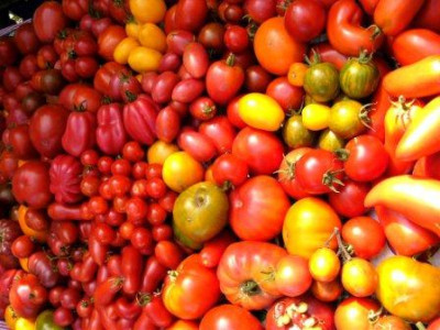 Tischliegetomaten.JPG