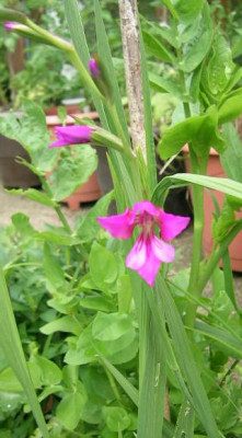 Gladiole_v.knorbs.jpg