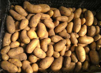 lange_Kartoffeln.JPG