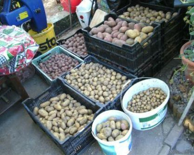viele_Kartoffeln.JPG