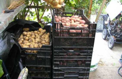 Stapelkartoffeln.JPG