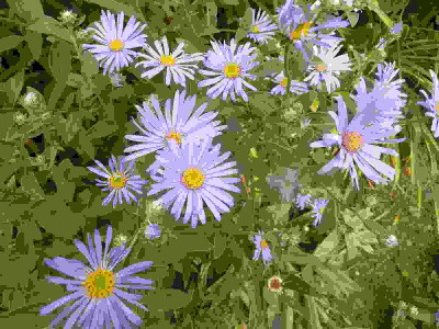 Aster_frikartii_Monch_P10508901.jpg