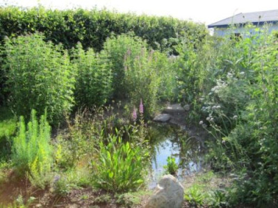 Garten_002.JPG