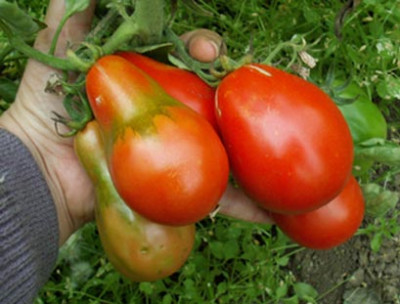 97_v_tomate_gruschevij_birnentomate.jpg