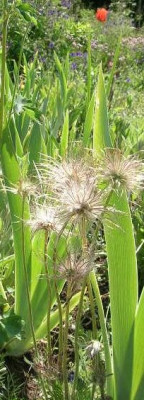 Pulsatilla_Samenstand_1.jpg