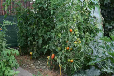 August0312a.jpg