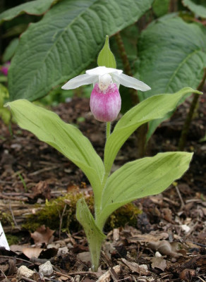 IMG_0583_eCypripedium_reginae_Samling2003-2005.JPG