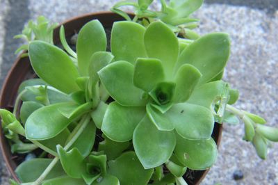 Orostachys.jpg